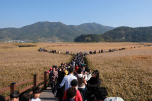 Im Suncheon Wetland Reserve schieben sich die Menschen über die Holzwege.