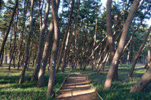 Ein Weg führt durch den Wald in Socheon, Südkorea.