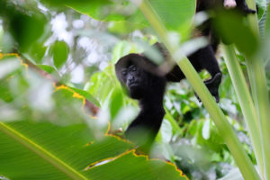 Ein Brüllaffe im Cahuita Nationalpark.