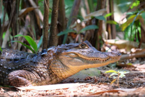 Ein Kaiman in Uvita in Costa Rica.