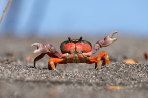 Ein Krebs am Playa Prieta in Costa Rica.