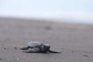 Eine im Laufe des Tages geschlüpfte kleine "Eine pazifische Bastardschildkröte am Strand von Costa Rica.röte