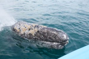 Ein Grauwal taucht in der Lagune Guerrero Negro in Mexiko genau neben unserem Boot auf.