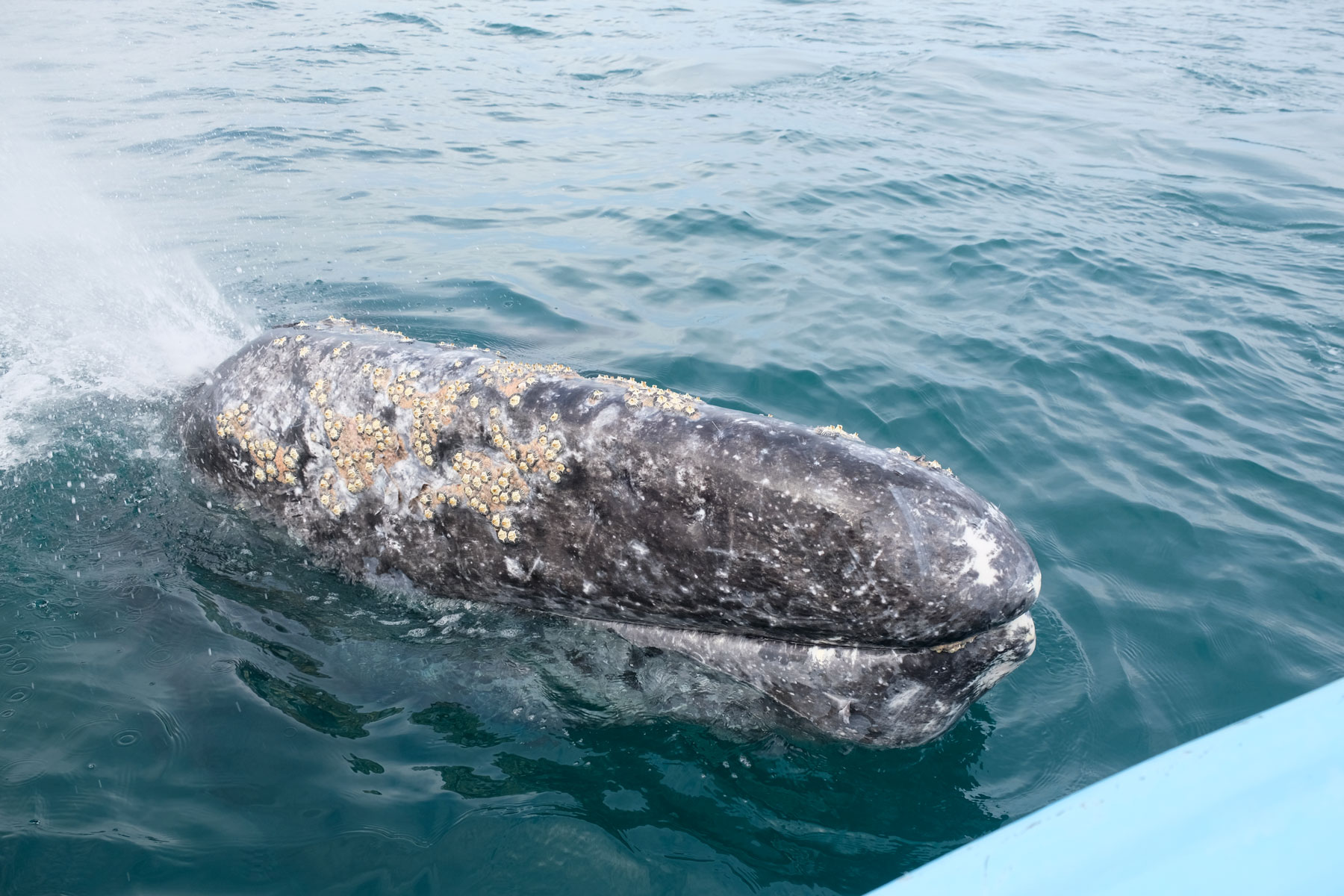 Ein Grauwal taucht in der Lagune Guerrero Negro in Mexiko genau neben unserem Boot auf.