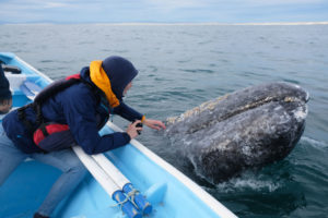 Leo berührt einen Grauwal in Mexiko.