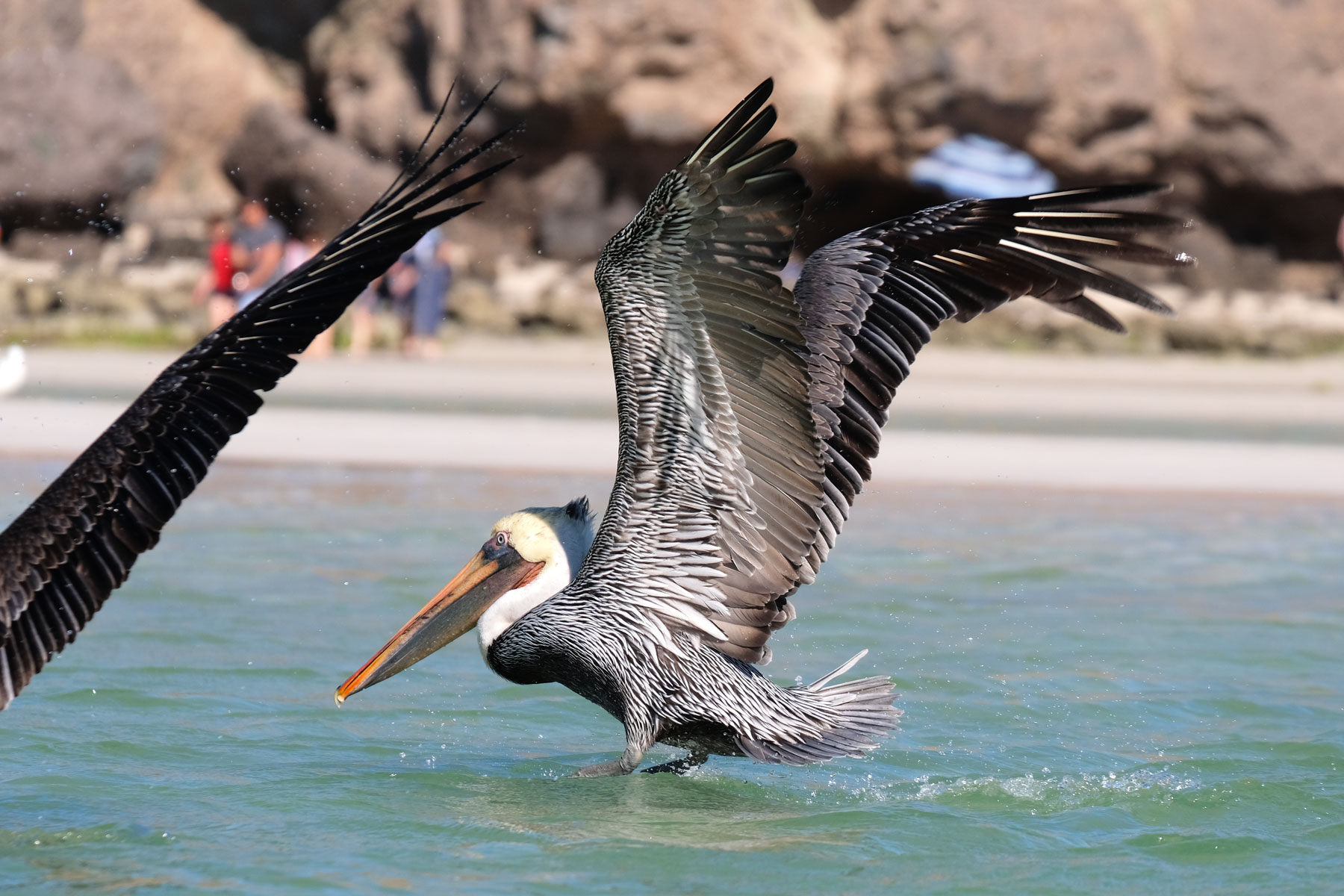 Ein Pelikan landet im Wasser am Balandra Strand in Mexiko.