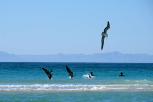 Pelikane jagen neben Schwimmern im Meer.