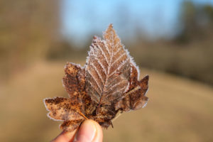 Ein Blatt ist mit Raureif überzogen.